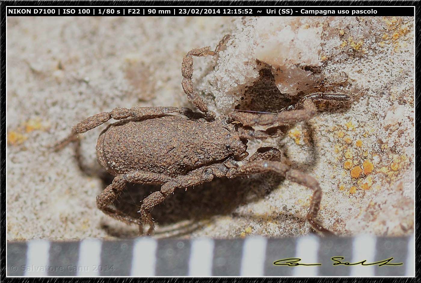 Anelasmocephalus brignolii, Trogulidae da Uri (SS)